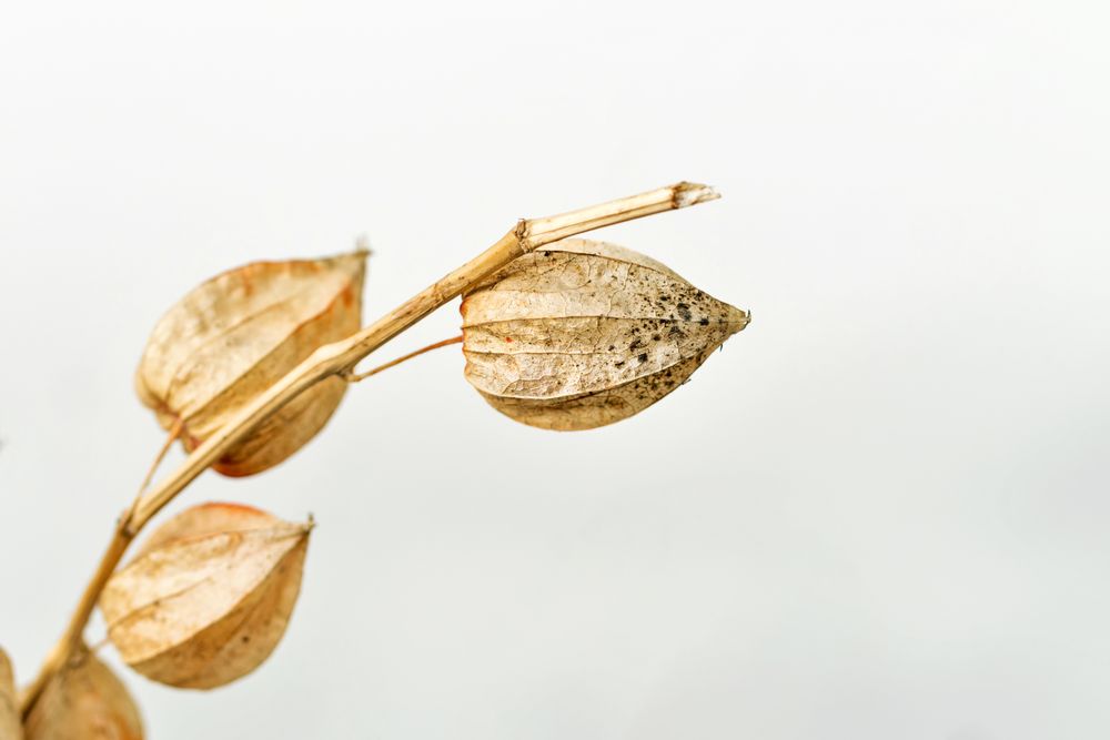 Dried leaves, educational still life for drawing