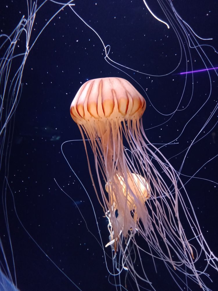 Silent Ballet of the Sea