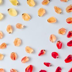 Colorful bright pattern made of tulip flower petals