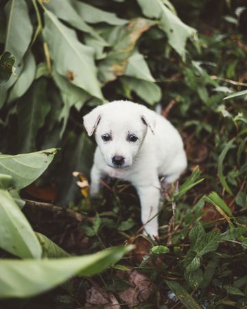 Playful cute puppy on street