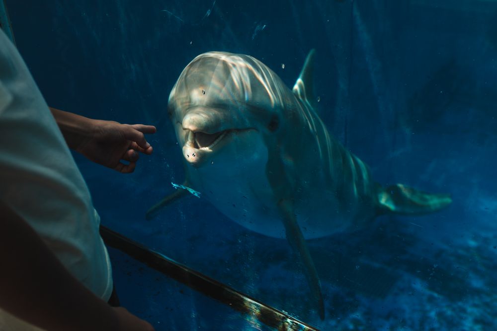 Crop unrecognizable man looking at dolphin