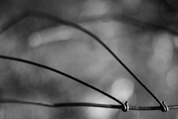 Tense barbed wire
