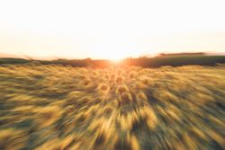 Blurred sunflower field in sunset time