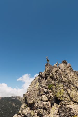 Young goats on high stone on background of blue sky