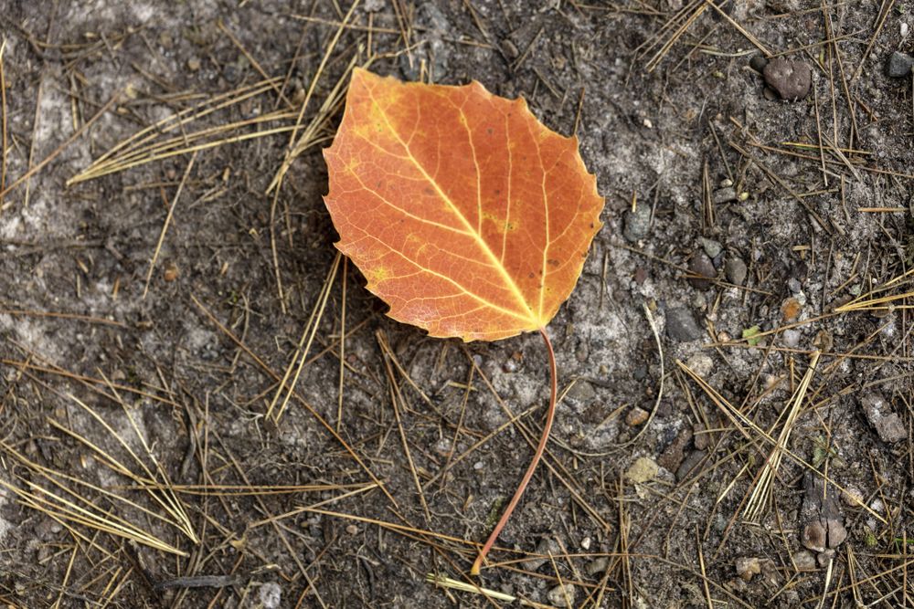 A leaf at Savanna Portage State Park in McGregor, Minnesota