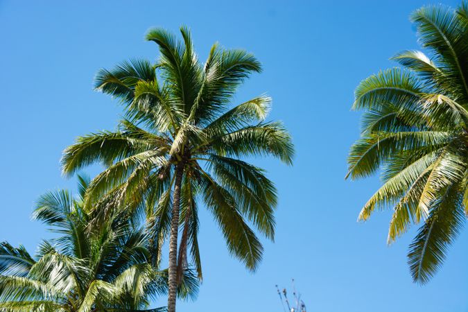 Coconut Palm Trees, Beautiful Tropical Background, Summer Concept.