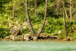 Split tree on bank of Katora Lake in Pakistan