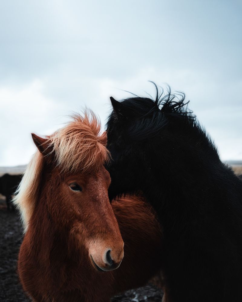 Horses in the mountains in Iceland