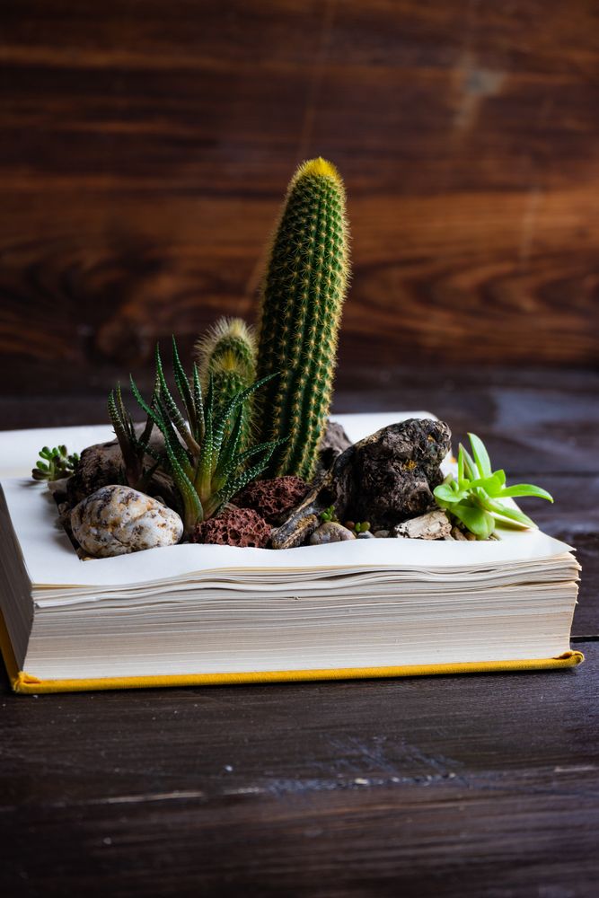 Perle Von Nurnberg plant in mini rock garden