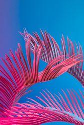 Palm leaves lit in bright pink on a blue background