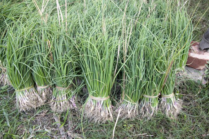 Green Onion bunch on the ground in countryside of Bangladesh