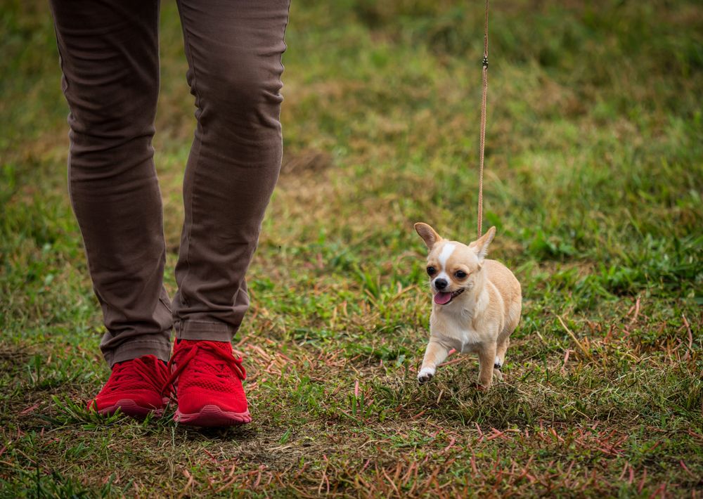 Beautiful dogs at an outdoor dog show.
