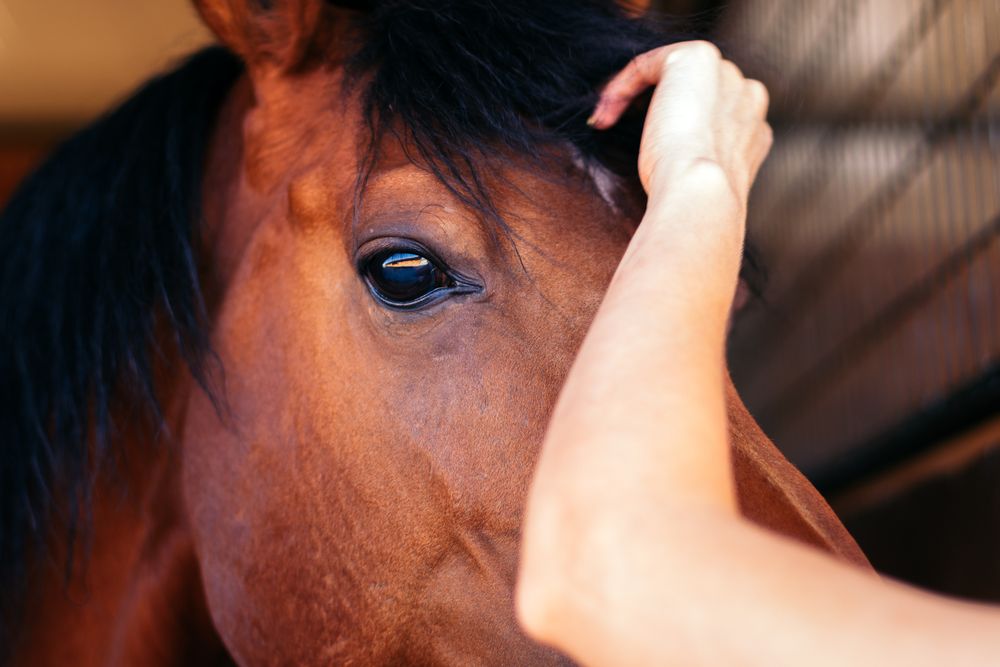 Close up of a brown horse in the stable