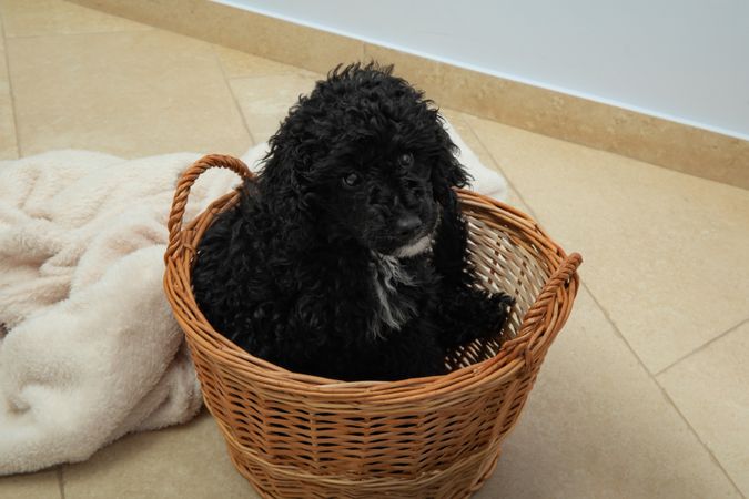 Cute poodle pet at home sitting in weaved basket