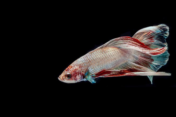 Colorful Betta Fish