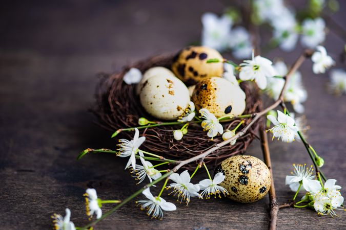 Easter concept with speckled eggs in nest with cherry blossom