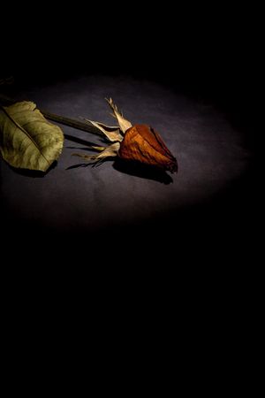 Dry red rose with dark background