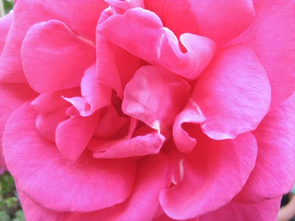 Close up of bright pink flowers