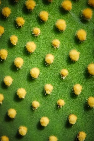 Green cactus with yellow prickles