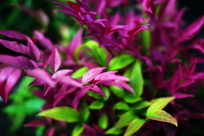 Various flowers growing in garden