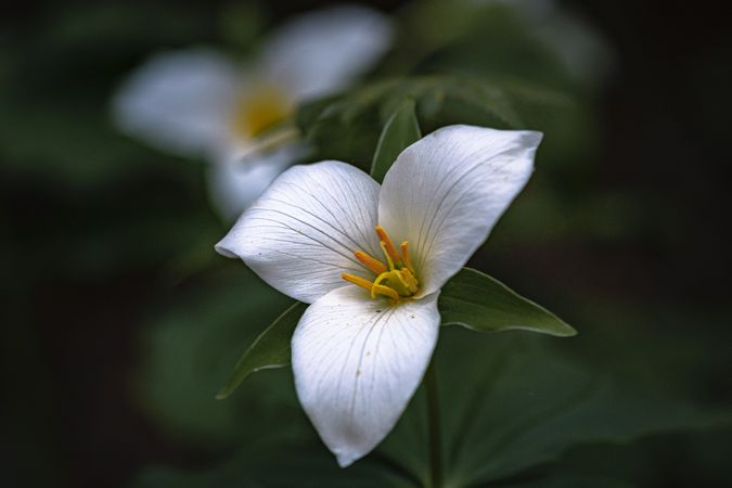 Trillium flowers surrounded by green leaves