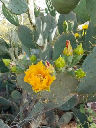Cactus and pear blossoms