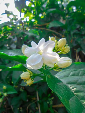 Jasmine flowers