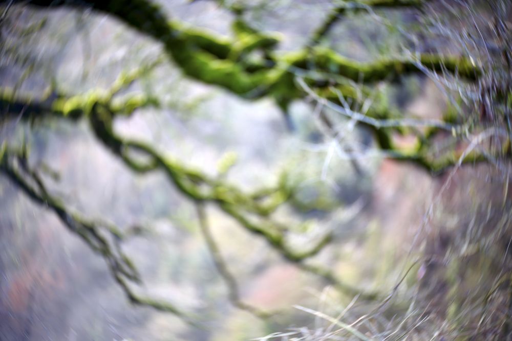 Green branches covered with moss