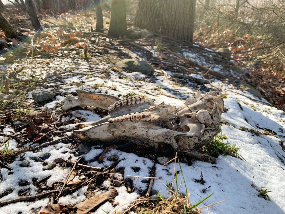 Upside down animal skull