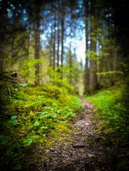 Hiking trail, Rougemont, Switzerland