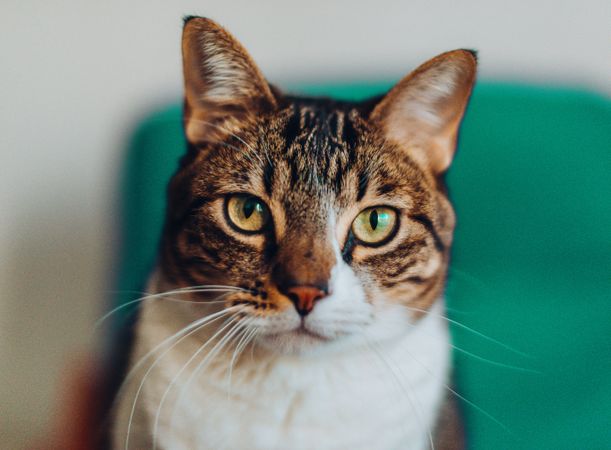 Funny cat with brown and tabby pattern