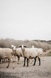 Sheep walking on the road