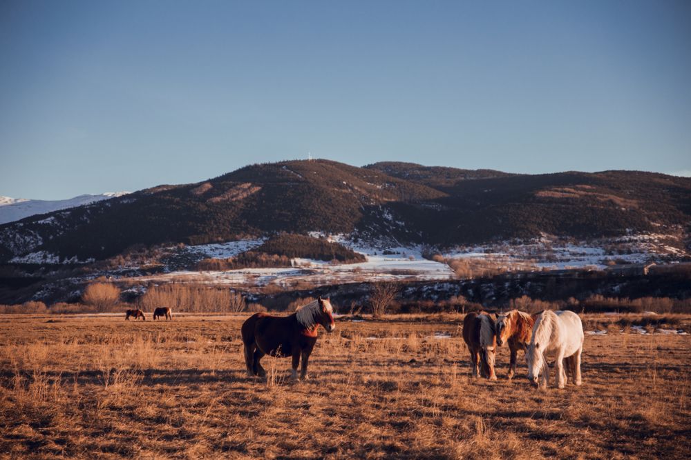 Wild horses pasturing on field near hills