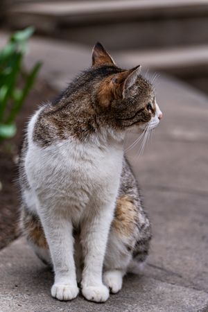 Cute homeless kitten in the park