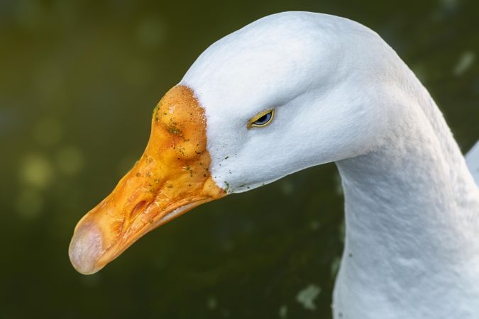 Close up portrait of duck