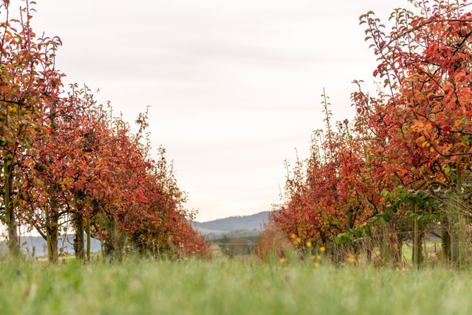 Apple orchard in autumn, low angle view, in Stuttgart, Germany