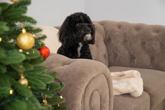 Concept of Merry Christmas, funny Christmas dog