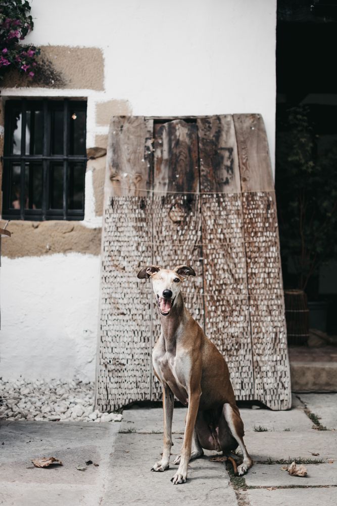 Funny dog near shabby building on street