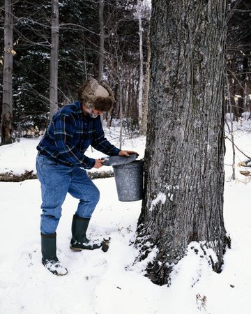 Farmer collects maple syrup from one of his thousands of trees, Vermont