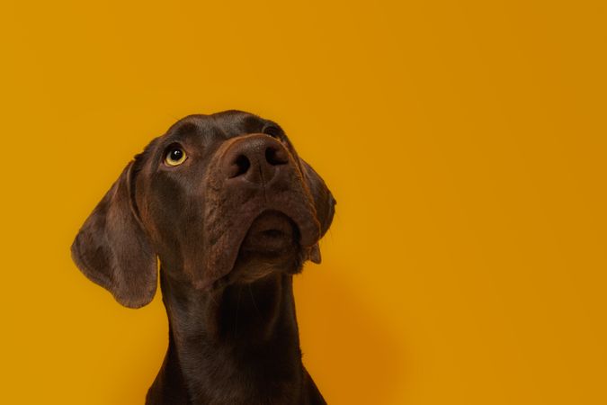Calm attentive brown Vizsla dog