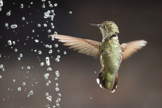 Beautiful Immature Male Anna's Hummingbird Enjoying The Water Fountain