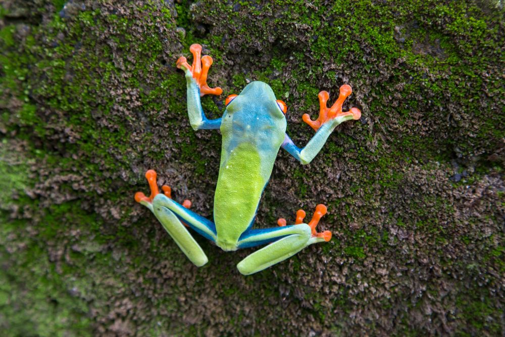 Tropical frog on tree