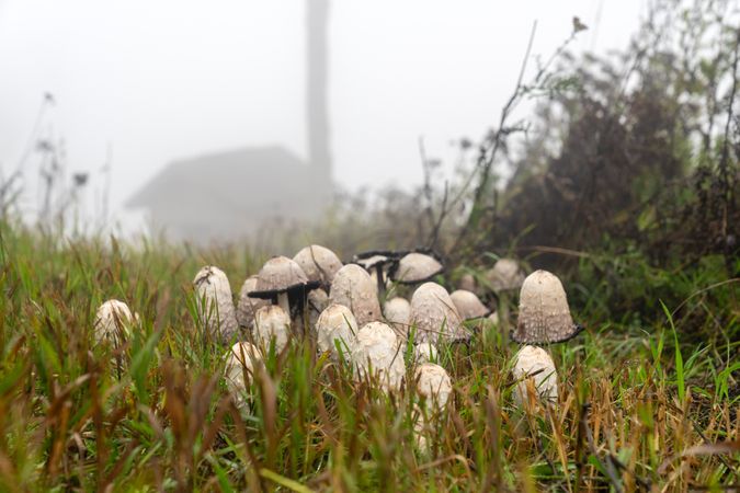 Mushrooms growing wild