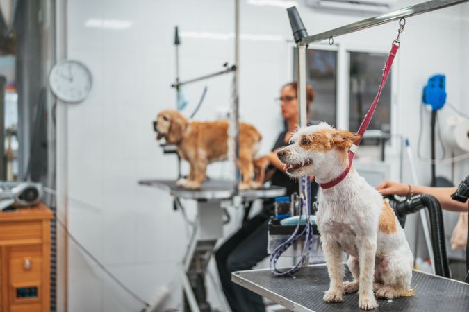 Dog sitting on table in grooming salon