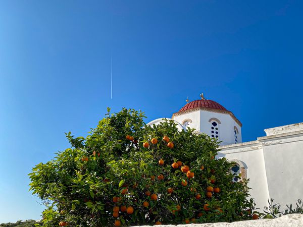 Orange tree in front of a Greek building