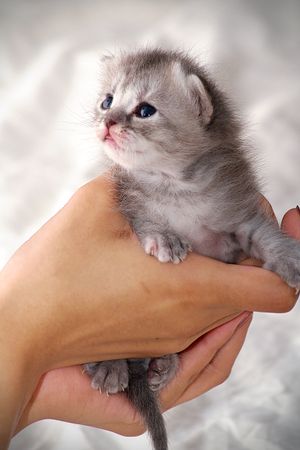 Hand holding gray kitten