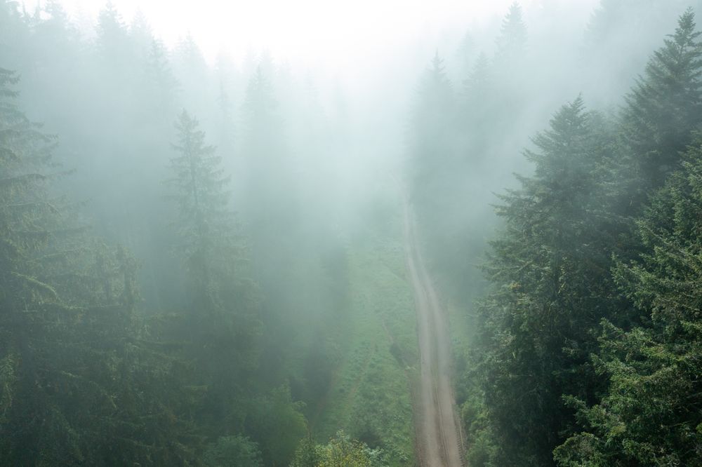 Forest covered in fog, drone aerial view