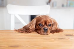 Tired cavalier spaniel sitting at the dining table