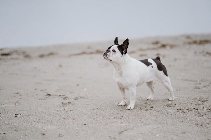 Dog standing on beach near sea