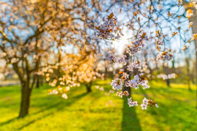 Cherry blossoms flowers blooming on a tree